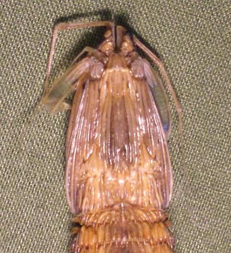 carinosquilla balicasag T.F.C. cephalon.JPG